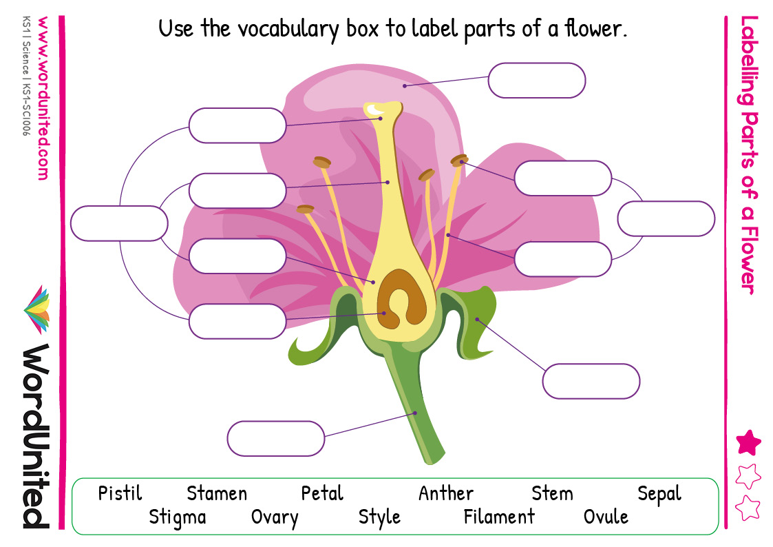 Labelling Parts Of A Flower Wordunited